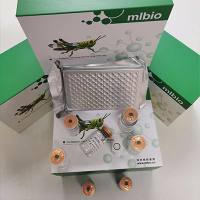 羟甲基戊二酰辅酶A合成酶HMGCS测试盒