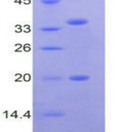 淋巴细胞抗原96(LY96)重组蛋白(多属种)