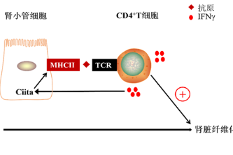 湘雅二医院邓沱教授团队在国际著名免疫学期刊发表研究论文
