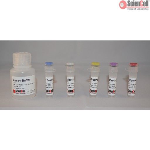 磷脂酶D分析试剂盒