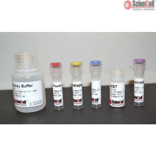 乙醇脱氢酶分析试剂盒