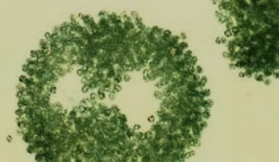 光谱流式奇妙之旅---不用荧光染料也做漂亮实验