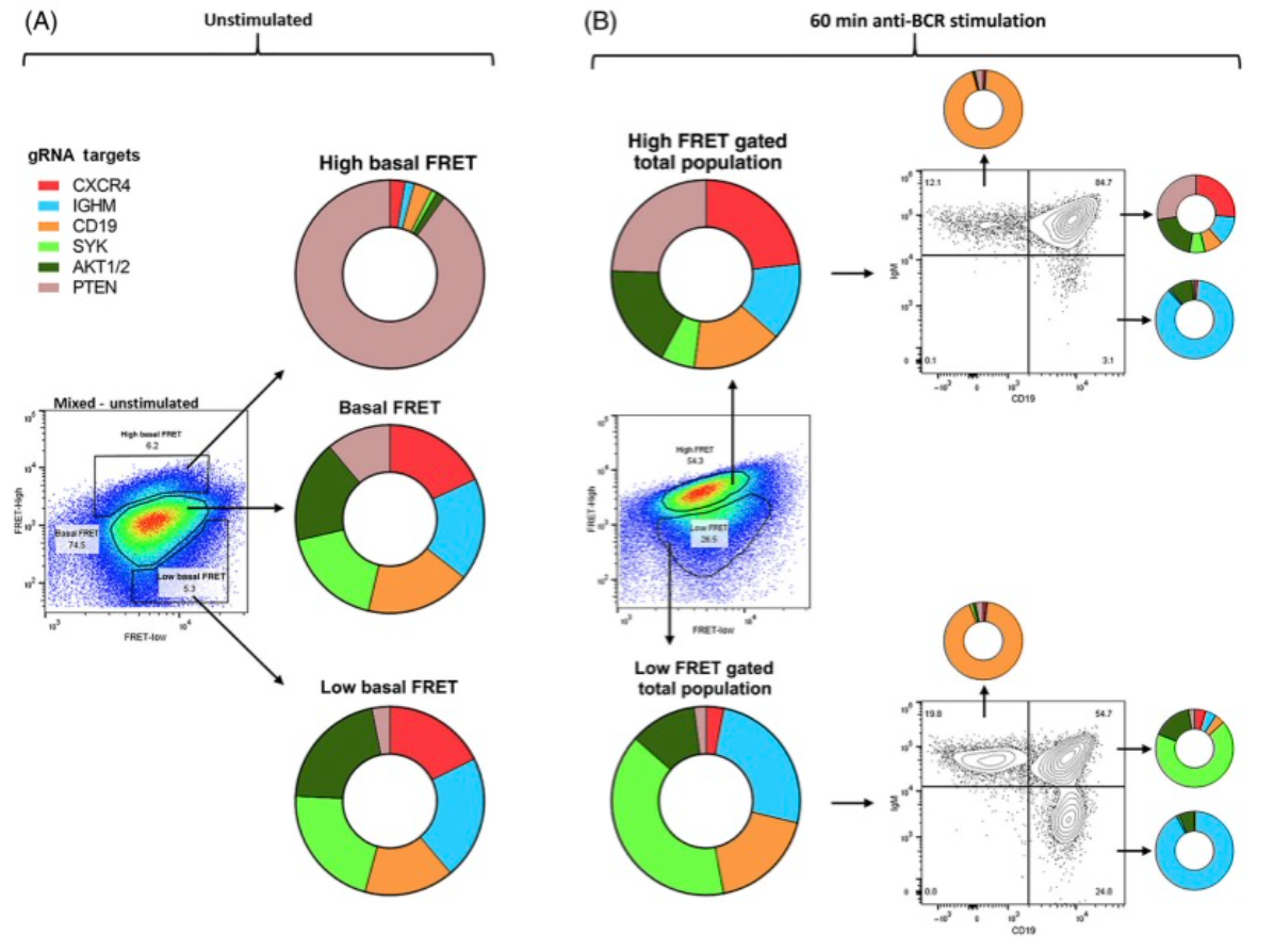 Cytek全光谱流式新玩法，实时解析活细胞内荧光共振能量转移（FRET）