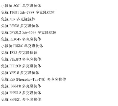 小鼠抗PTPN6单克隆抗体