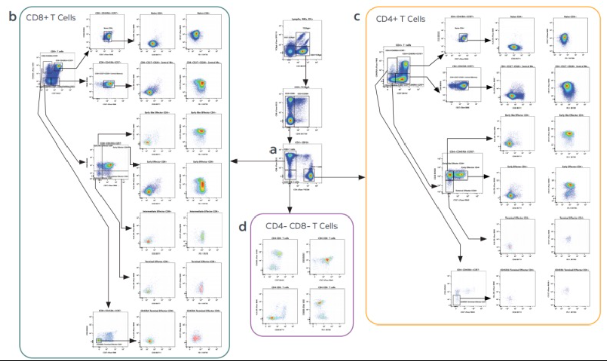Cytek推出25色免疫分型试剂盒—深入免疫研究，简化多色流式