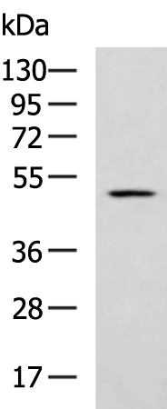 兔抗IL1RL2多克隆抗体