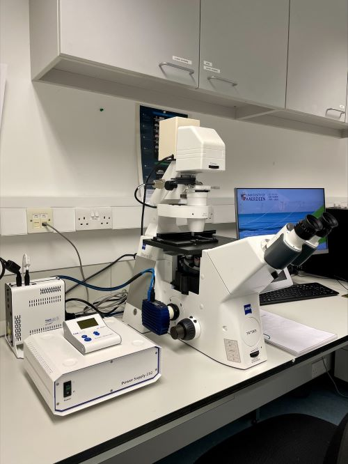 CoolLED pE-300life光源的应用——使用癌症相关抗原的抗体研究癌细胞的巨噬细胞吞噬作用