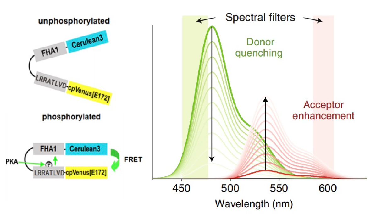 Cytek全光谱流式新玩法，实时解析活细胞内荧光共振能量转移（FRET）