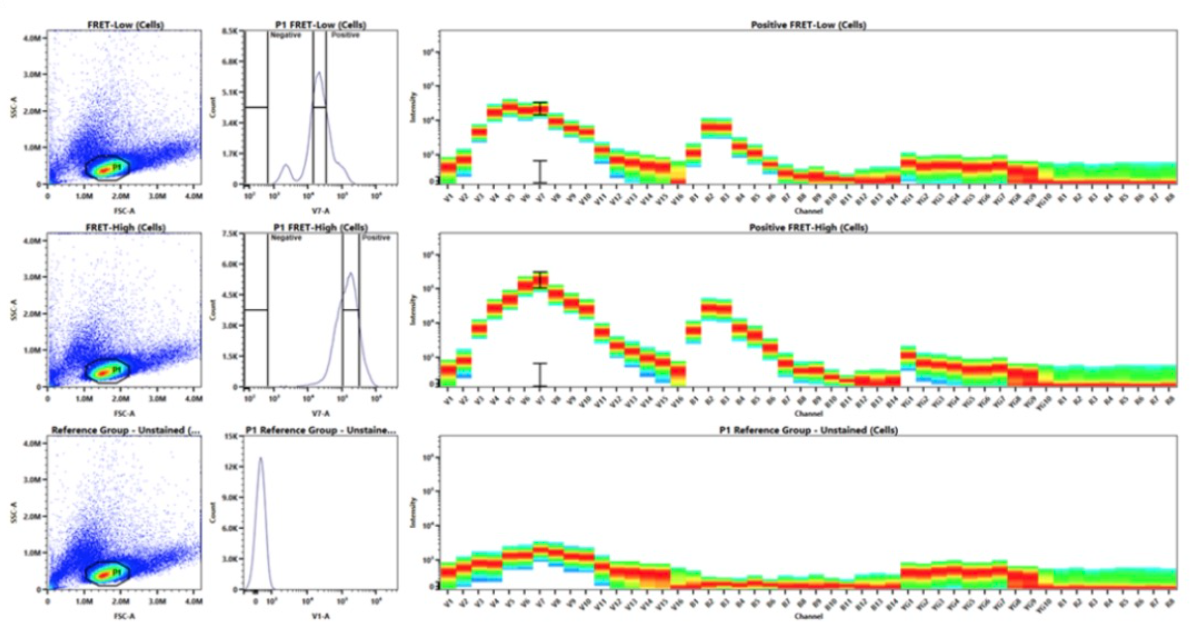 Cytek全光谱流式新玩法，实时解析活细胞内荧光共振能量转移（FRET）