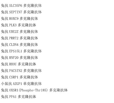 小鼠抗mBFP单克隆抗体