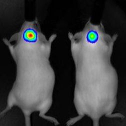生物发光/荧光活体成像服务 小动物活体荧光成像实验