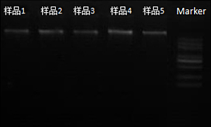 丁香实验推荐阅读