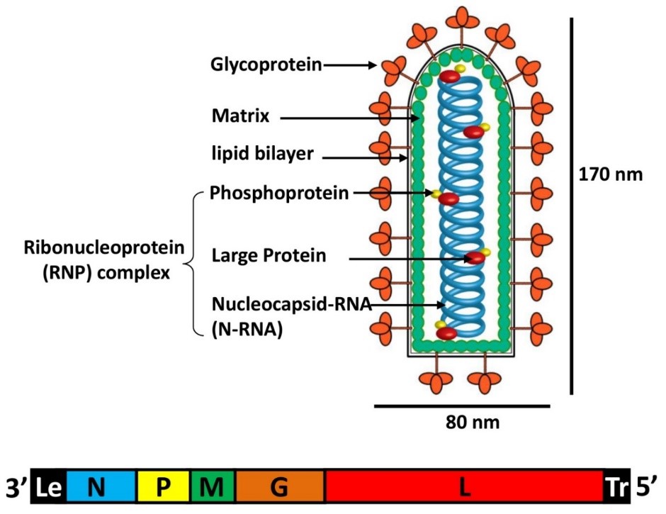 vsv病毒颗粒(来自messenger rna cap methylation in vesicul