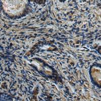 兔抗GAPDH多克隆抗体