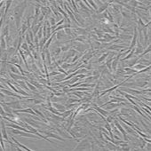 OriCell® SD大鼠骨髓间充质干细胞