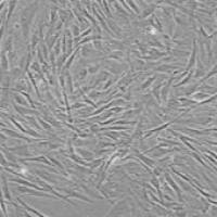 OriCell® SD大鼠骨髓间充质干细胞