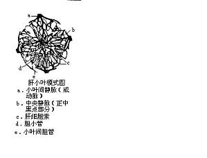 丁香实验推荐阅读