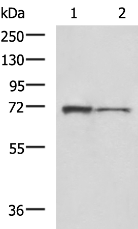 兔抗HEXIM1多克隆抗体