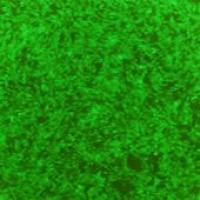 OriCell® C57BL/6小鼠骨髓间充质干细胞/GFP