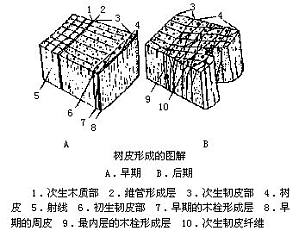 丁香实验推荐阅读