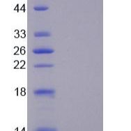 细胞周期素A1(CCNA1)重组蛋白(多属种)