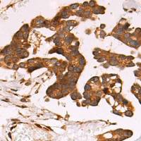 兔抗LRP1多克隆抗体