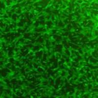 OriCell® 狗骨髓间充质干细胞/GFP