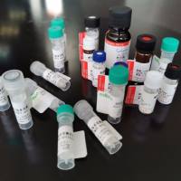 CATSPERE抗原（重组蛋白）