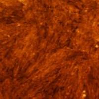 OriCell® C57BL/6小鼠骨髓间充质干细胞-RFP