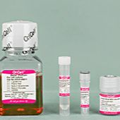 OriCell® 小鼠骨髓间充质干细胞成软骨诱导分化试剂盒