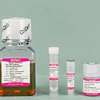 OriCell® 小鼠骨髓间充质干细胞成软骨诱导分化试剂盒