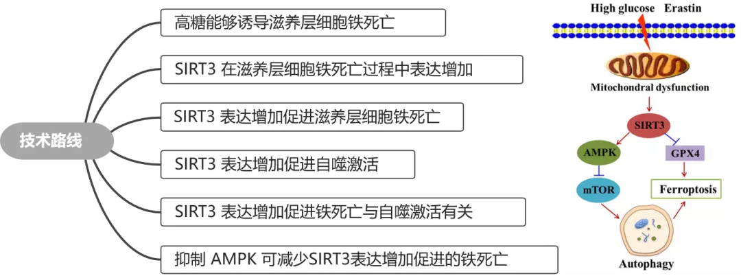 细胞实验也能发5分的文章之《自噬依赖性的铁死亡》