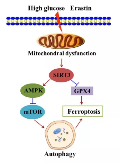 细胞实验也能发5分的文章之《自噬依赖性的铁死亡》