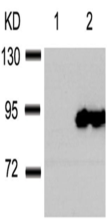 兔抗HSP90AB1 (Phospho-Ser254)多克隆抗体