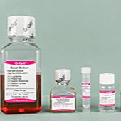 OriCell® 大鼠脂肪间充质干细胞成骨诱导分化试剂盒