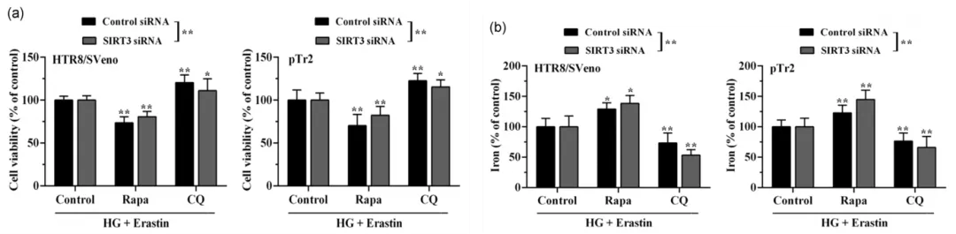 细胞实验也能发5分的文章之《自噬依赖性的铁死亡》