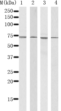 兔抗HSPA8多克隆抗体