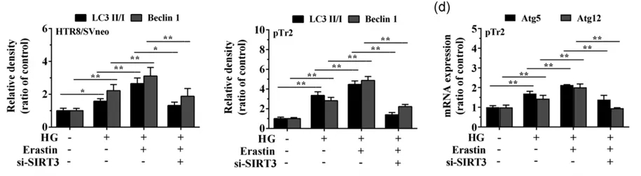 细胞实验也能发5分的文章之《自噬依赖性的铁死亡》