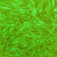 OriCell® SD大鼠骨髓间充质干细胞-GFP