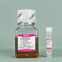 OriCell® 大鼠神经干细胞完全培养基（无血清）