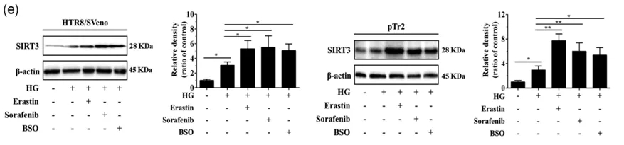 细胞实验也能发5分的文章之《自噬依赖性的铁死亡》