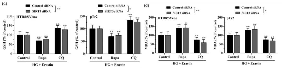 细胞实验也能发5分的文章之《自噬依赖性的铁死亡》