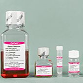 OriCell® 大鼠骨髓间充质干细胞成骨诱导分化试剂盒