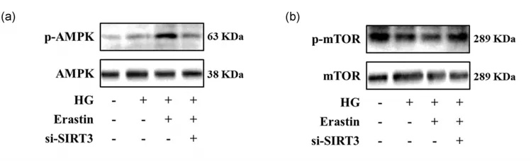 细胞实验也能发5分的文章之《自噬依赖性的铁死亡》
