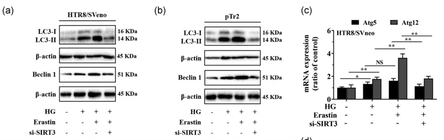 细胞实验也能发5分的文章之《自噬依赖性的铁死亡》