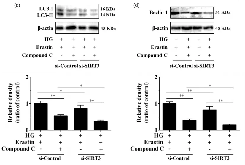 细胞实验也能发5分的文章之《自噬依赖性的铁死亡》