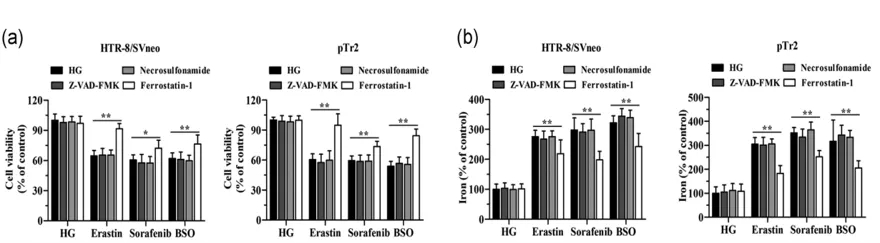 细胞实验也能发5分的文章之《自噬依赖性的铁死亡》