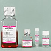 OriCell® 小鼠骨髓间充质干细胞成骨诱导分化试剂盒