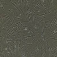 气管平滑肌细胞