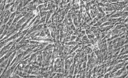 输卵管上皮细胞